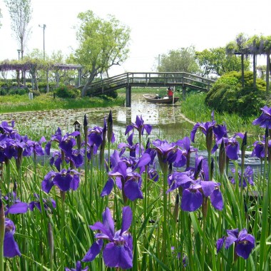 aquatic-plant-garden-irides,sawara,katori-city,japan
