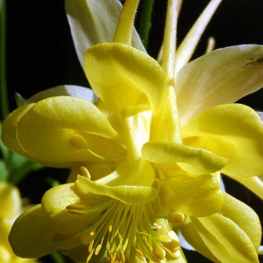 aquilegia_sunshine