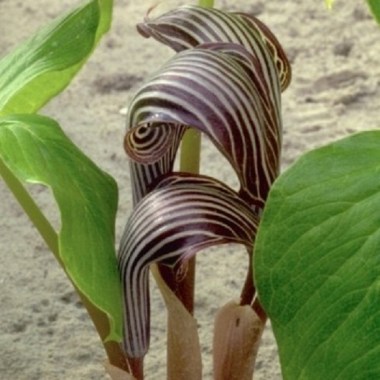 arisaema-fargesi-comp