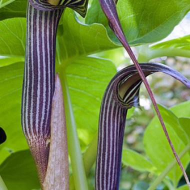 arisaema-fargessi-gwi