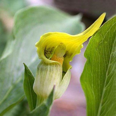 arisaema_flavum