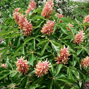 aroseananachesnuttree1_20mhigh1-vi