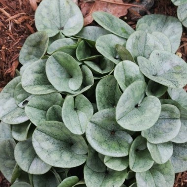 asarum-fauriei-var-takaoi-ginba.i-5622.s-63795.r-2_1024x1024
