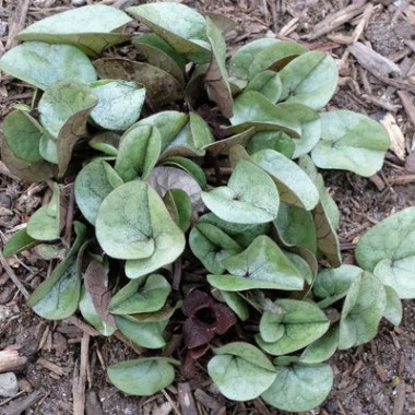 asarum-fauriei-var-takaoi-ginba.i-5622.s-65622.r-1_1024x1024