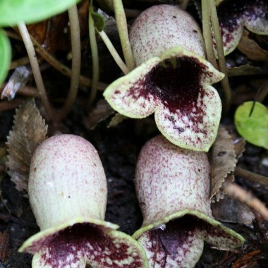 asarum-harperi-callaway.i-678.s-65754.r-2_1024x1024