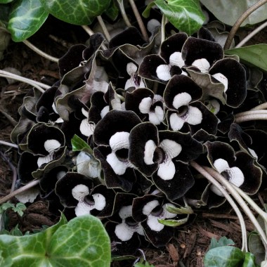 asarum-maximum-shell-shocked-in-full-flower