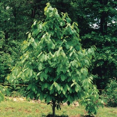 asimina_triloba_sunflower_leaves_ediblelandscaping_ccby20