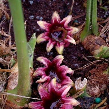 aspidistra-attenuata-alishan-green-giant.i-1977.s-66448.r-1_1024x1024