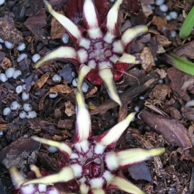 aspidistra-pulchella-kunming-starlet.i-9406.s-62932.r-1_1c4462b5-6492-40e3-b9fa-716c46677f66_400x.progressive