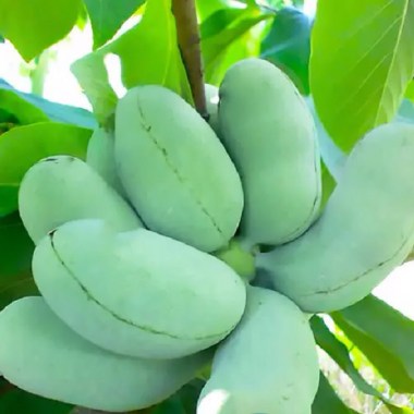 azimina-triloba-prima-1216-02