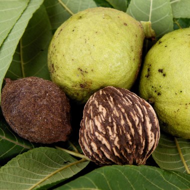 blackwalnutgettyimages-471990889-5aba7a1cc6733500369f49a7