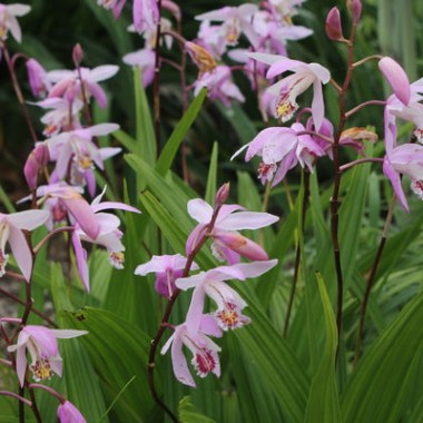 bletilla-brigantes.i-10507.s-66598.r-1_1024x1024