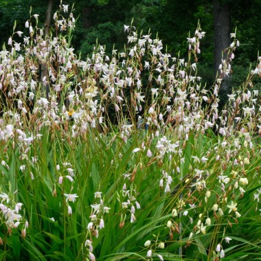bletilla-candles-in-the-wind.i-15761.s-66599.r-2_1024x1024