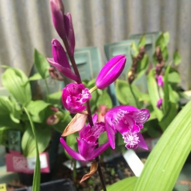 bletilla-striata--triple-lips--p-image-42169-grande