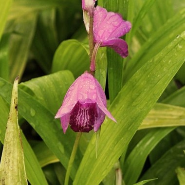 bletilla-striata-ogon.i-2464.s-63824.r-2_1024x1024