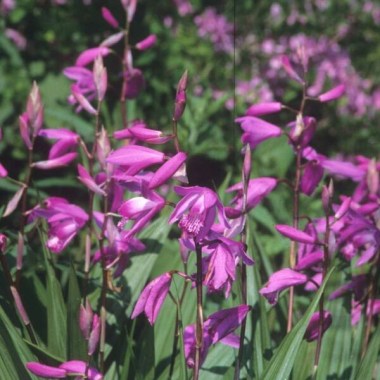 bletilla-striata.i-754.s-21059.r-3_1024x1024