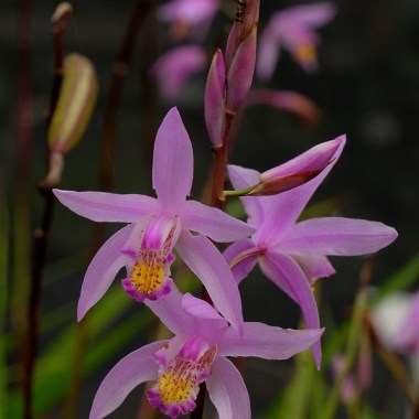 bletilla-yokohama-kate-pp-19878.i-6263.s-65636.r-1_1024x1024