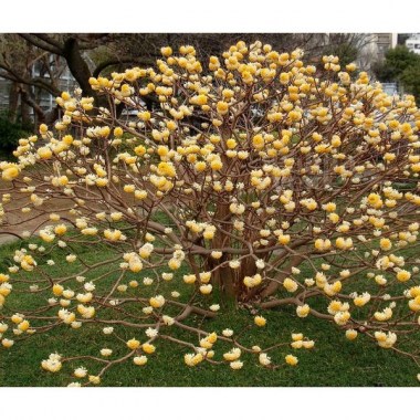 bloemen-flowers-edgeworthia-chrysantha-grandiflora