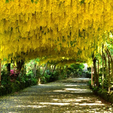 bobovnik-alpijskij-semena-laburnum-alpinum