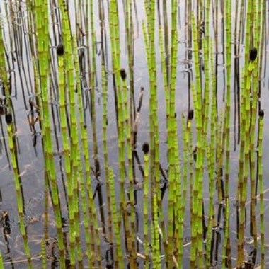 c0329643-400px-wm