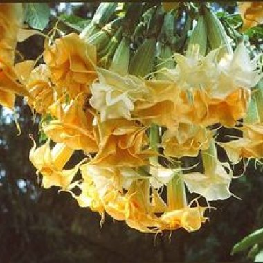 c93f06c1e4331f30200ebce4b641659a--angel-s-trumpets