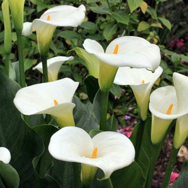 calla-lily-flower-big