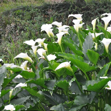 calla_palustris_bog_arum_ფრთათეთრა