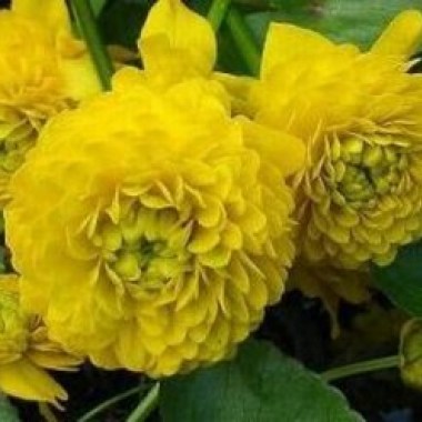 caltha-palustrisplena