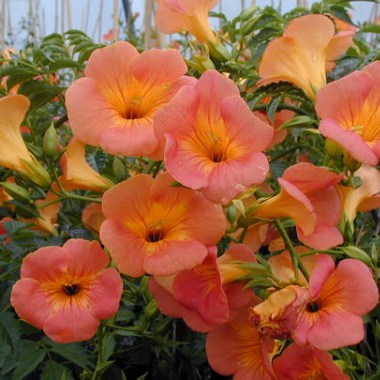 campsisgrandiflorafl5__004334400_0839_200720146