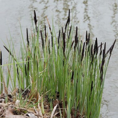 carex-laiche-acuta