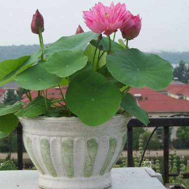 chau-hoa-sen-nhat-mini-lotus_2