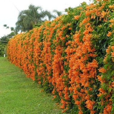 cipo-de-so-joo-flor-de-so-joo-pyrostegia-venusta--d_nq_np_493915-mlb25319656807_012017-f
