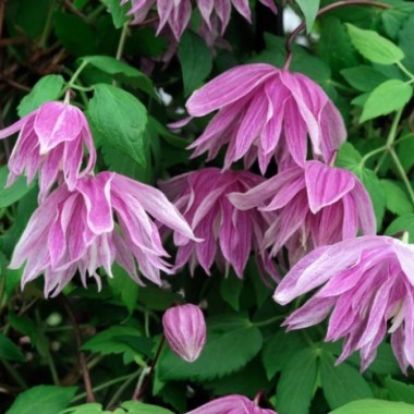 clematis-purple-dream-013_0