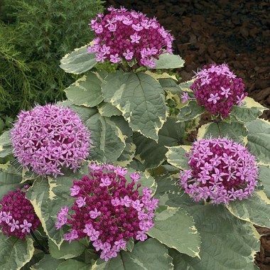 clerodendrum-bungei-pink-diamond_4