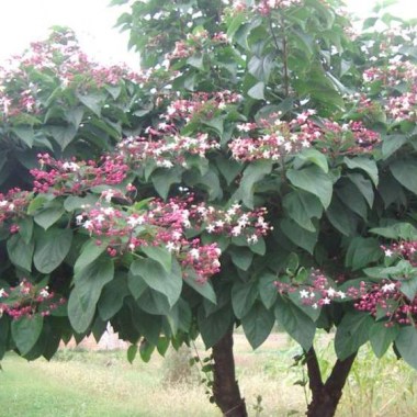 clerodendrum-trichotomum