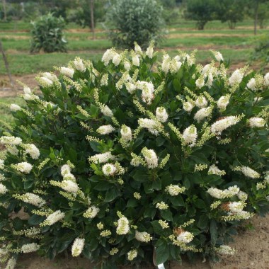 clethrasugartinacrystalinap7241880