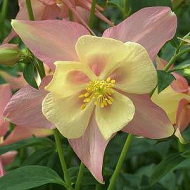 columbine-swan-pink-yellow