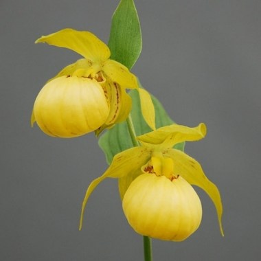 cypripedium-barry-phillips-frosch.i-12041.s-64523.r-1_08181823-7371-4da0-b701-695a485c10e9_1024x1024