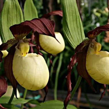 cypripedium-kentuckiense