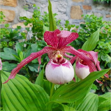 cypripedium-lucy-pinkepank-