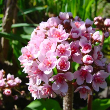darmera15
