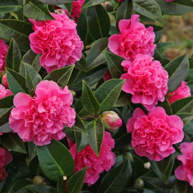 debbie-carnation1