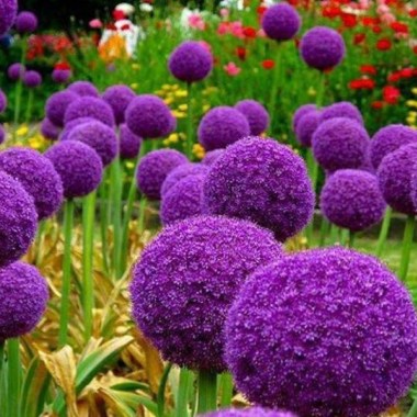 decorative-allium-plants