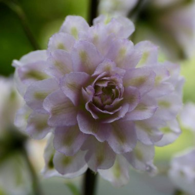 delphinium-highlander-cha-cha