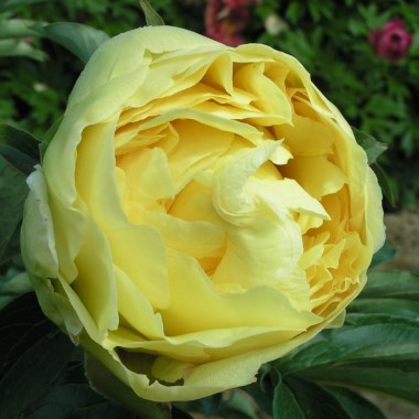 duchesse-de-lorraine-4-1024x1024