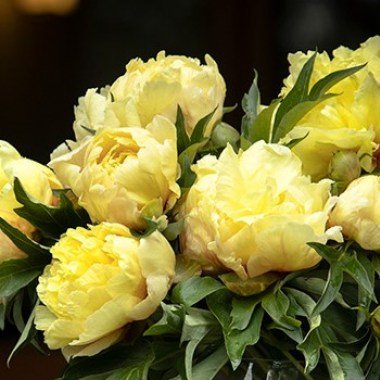 duchesse-de-lorraine-itoh-peony