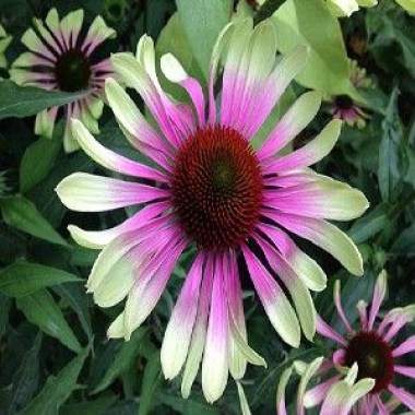 echinacea-green-twister-31