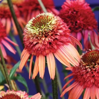 echinacea-«irresistible»-ekhinatseya-«irresistible»
