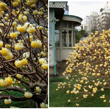 edgeworthia-2-547x547