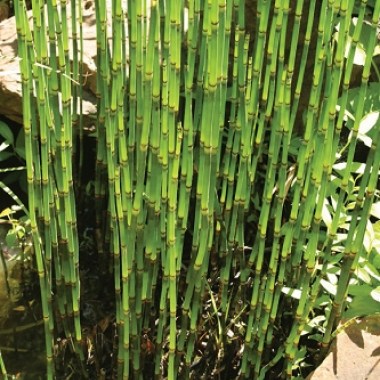 equisetum-6x9merv_7955